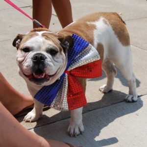 7.4.15 – english bulldog